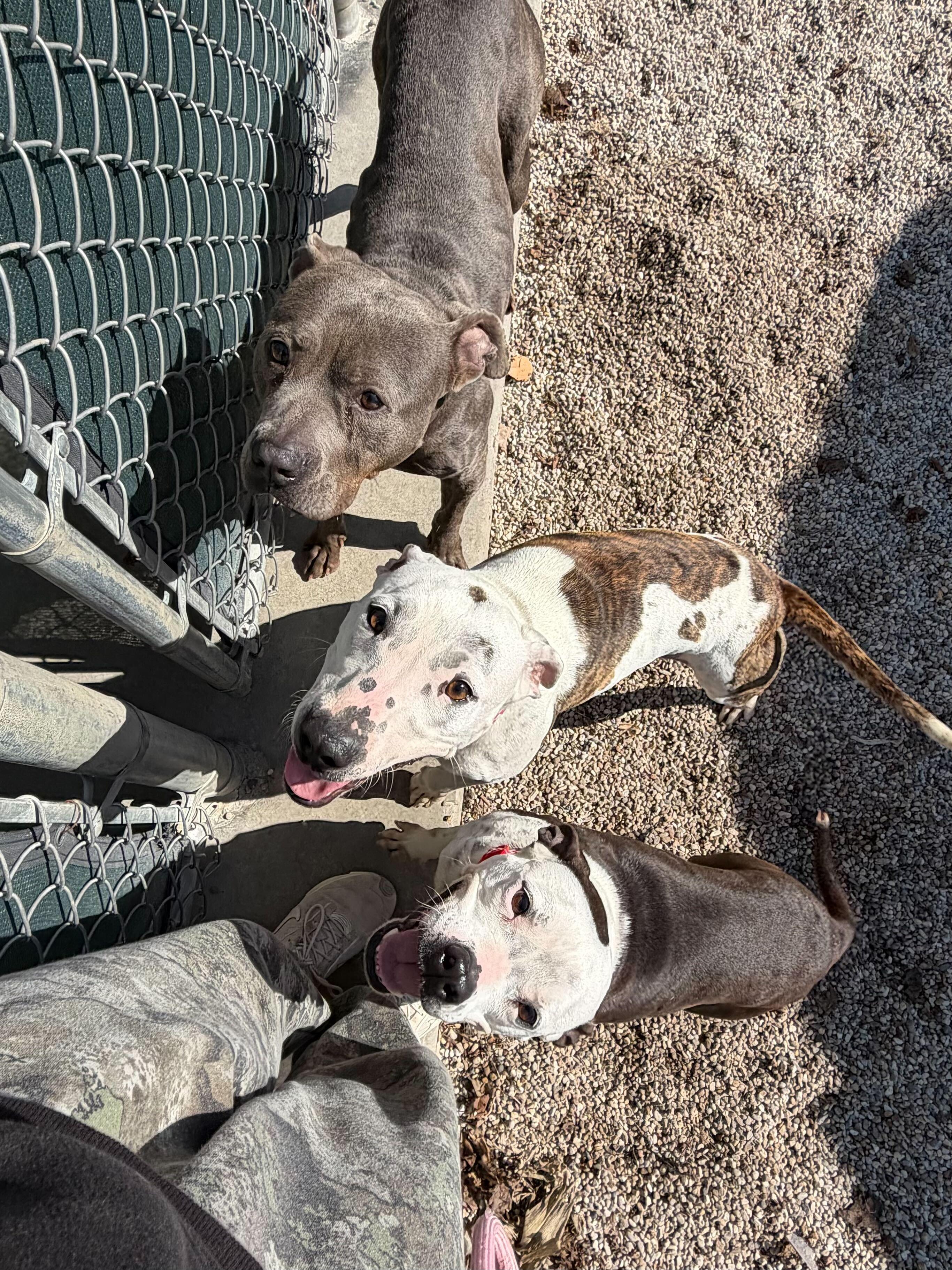 Enlarge Poptart - Name Your Own Adoption Fee!, a ADOPTABLE mixed breed in Jefferson, WI image 2/5