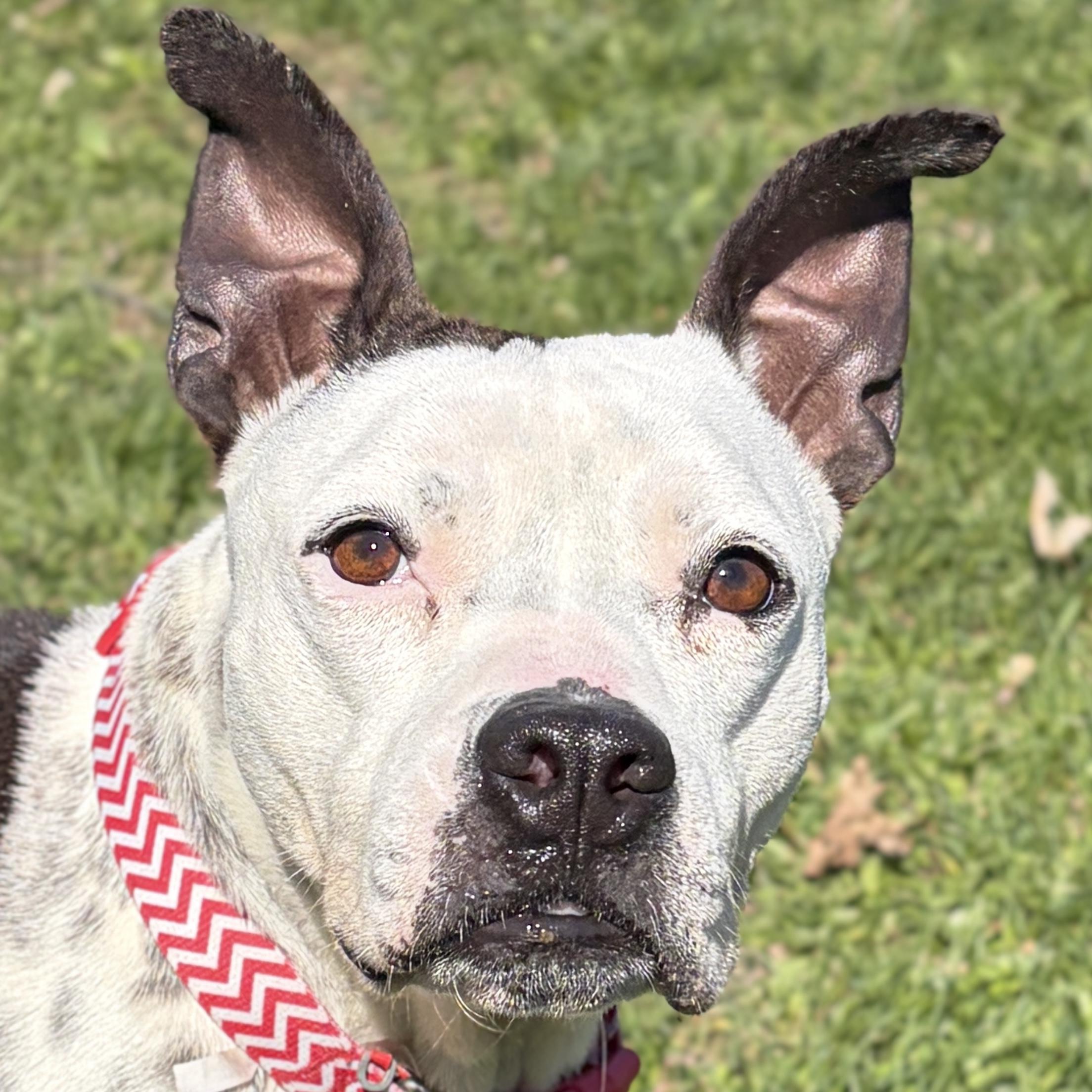 Poptart - Name Your Own Adoption Fee!, ADOPTABLE, Adult Female Terrier.