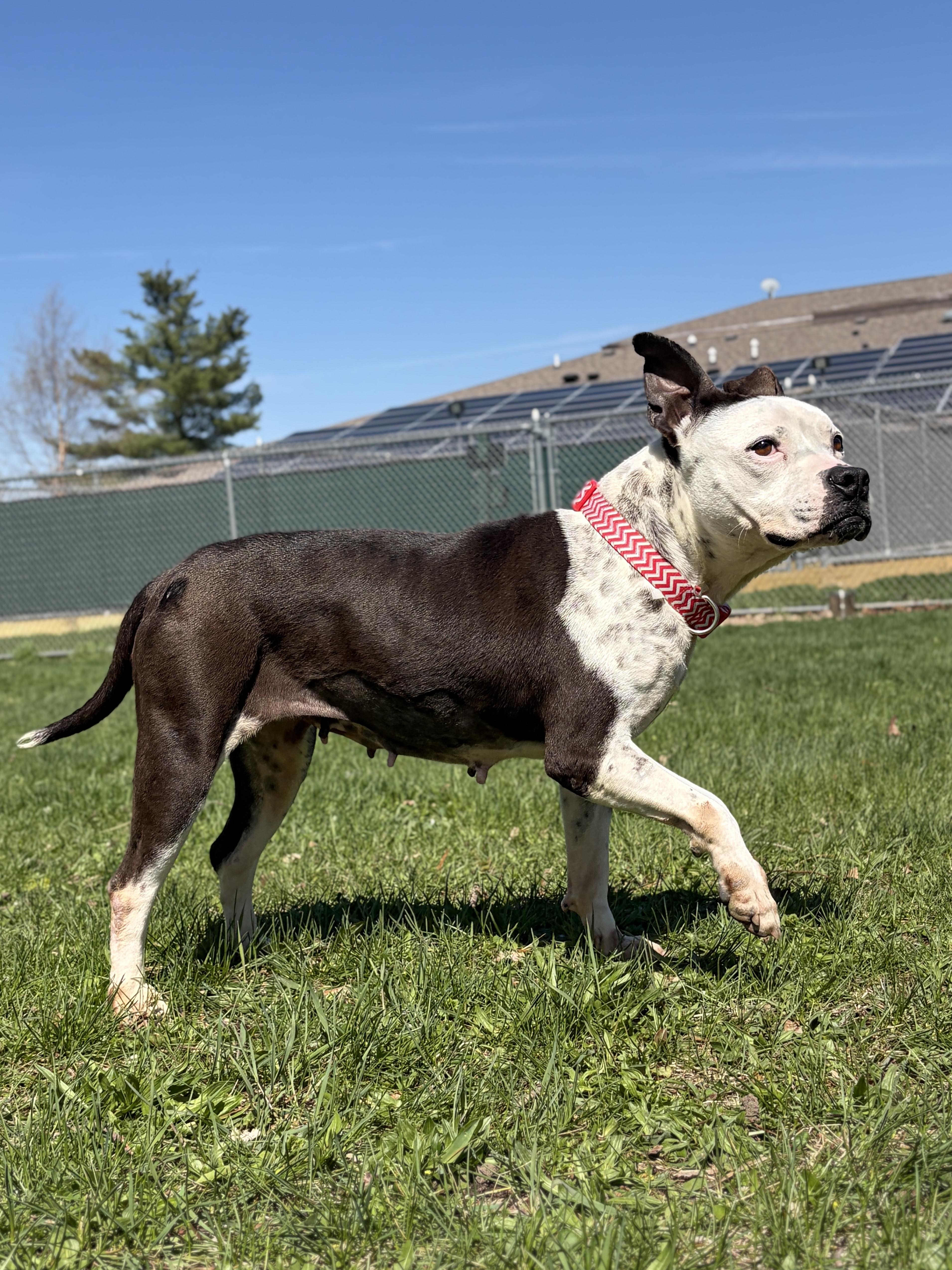 Enlarge Poptart - Name Your Own Adoption Fee!, a ADOPTABLE mixed breed in Jefferson, WI image 5/5