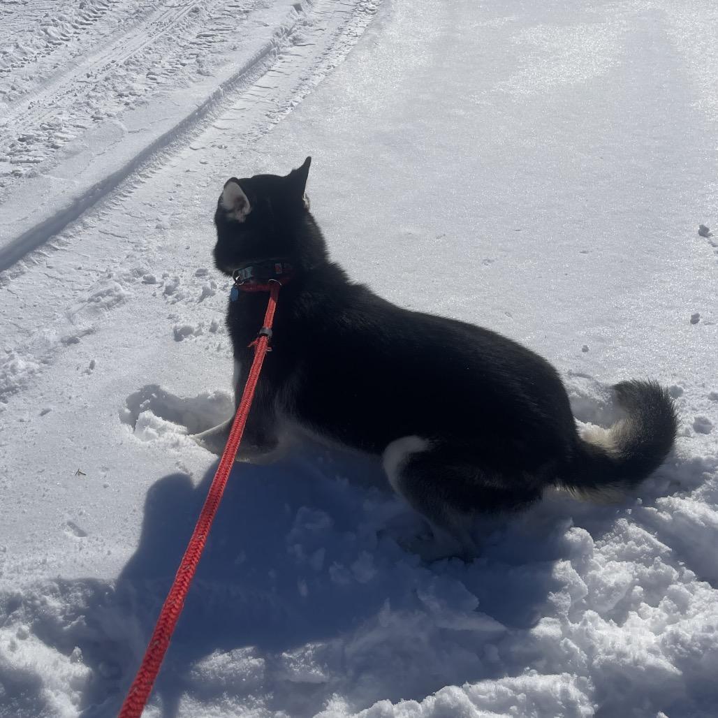 Damian, Adoptable, Adult Male Husky.