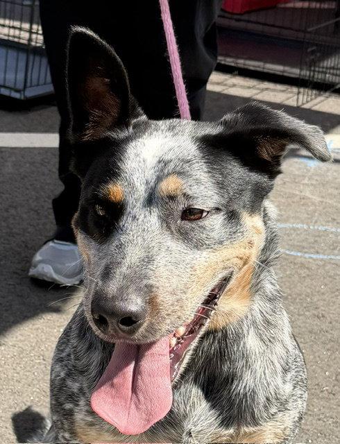 Enlarge Jake, a Adoptable Australian Cattle Dog / Blue Heeler in Carrollton, GA image 1/3