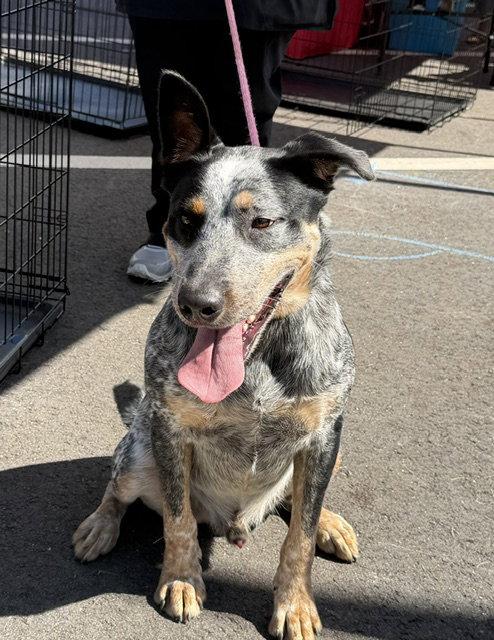 Enlarge Jake, a Adoptable Australian Cattle Dog / Blue Heeler in Carrollton, GA image 2/3
