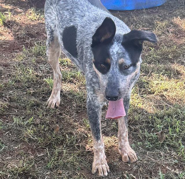 Enlarge Jake, a Adoptable Australian Cattle Dog / Blue Heeler in Carrollton, GA image 3/3
