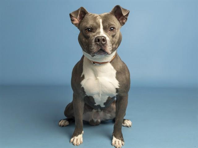 SLINKY, Adoptable, Young Male Pit Bull Terrier & Mixed Breed.