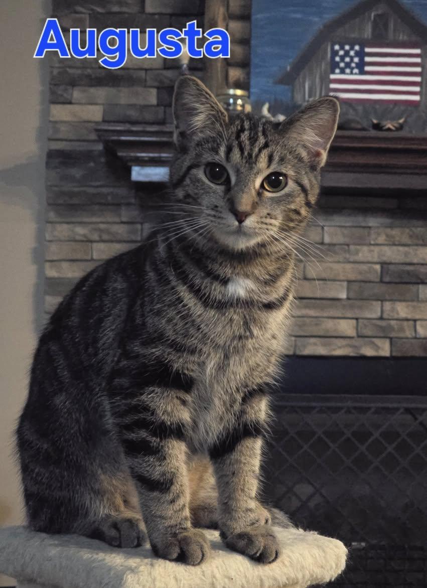 Augusta, Young Female Domestic Short Hair