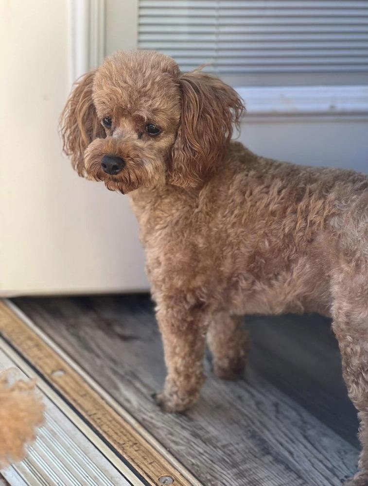 Enlarge Jumbles, a Adoptable Poodle in Milton, GA image 1/4
