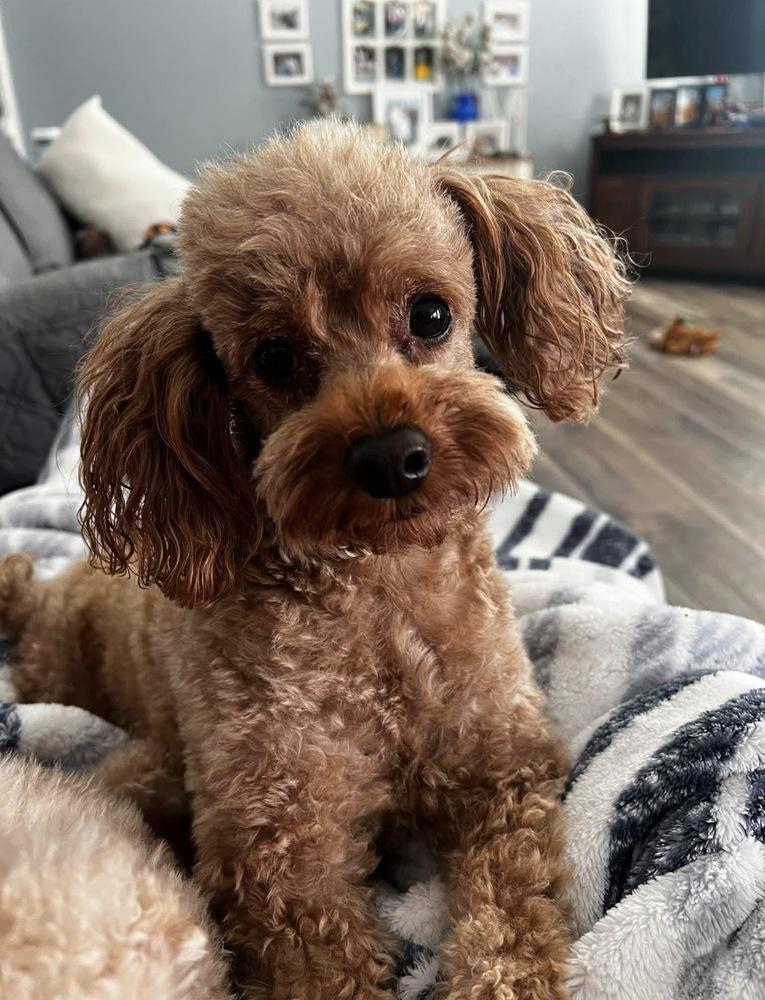 Enlarge Jumbles, a Adoptable Poodle in Milton, GA image 2/4
