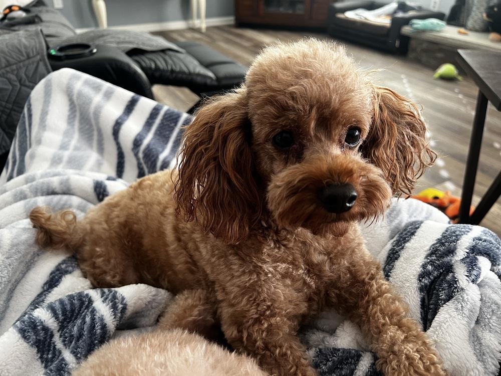 Enlarge Jumbles, a Adoptable Poodle in Milton, GA image 3/4