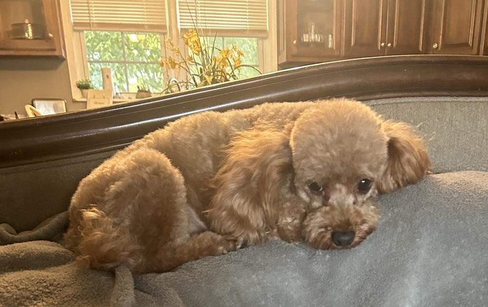 Enlarge Jumbles, a Adoptable Poodle in Milton, GA image 4/4
