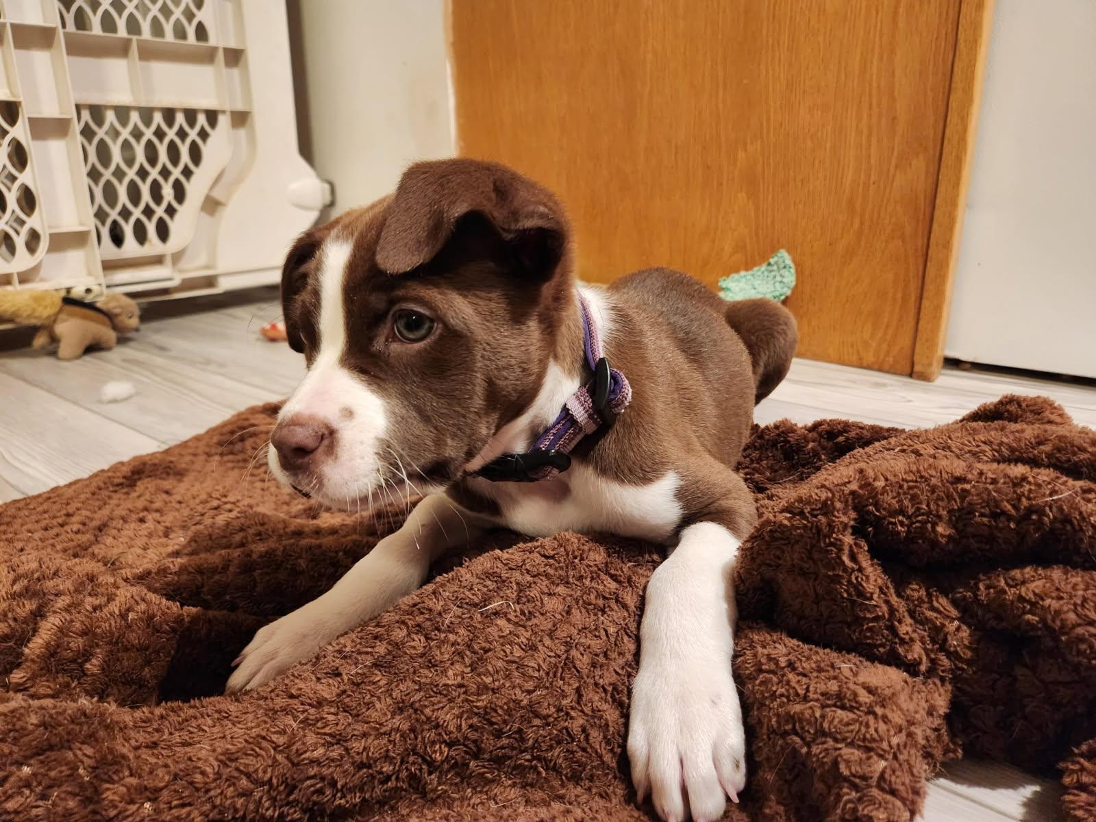 Bridgette, Adopted, Puppy Female Bulldog.