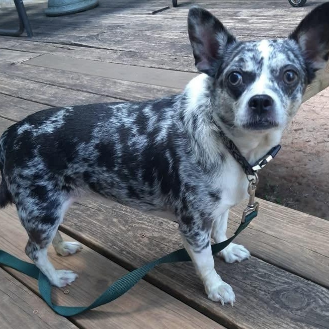 Prince, a ADOPTABLE mixed breed in Irmo, SC image 2/3