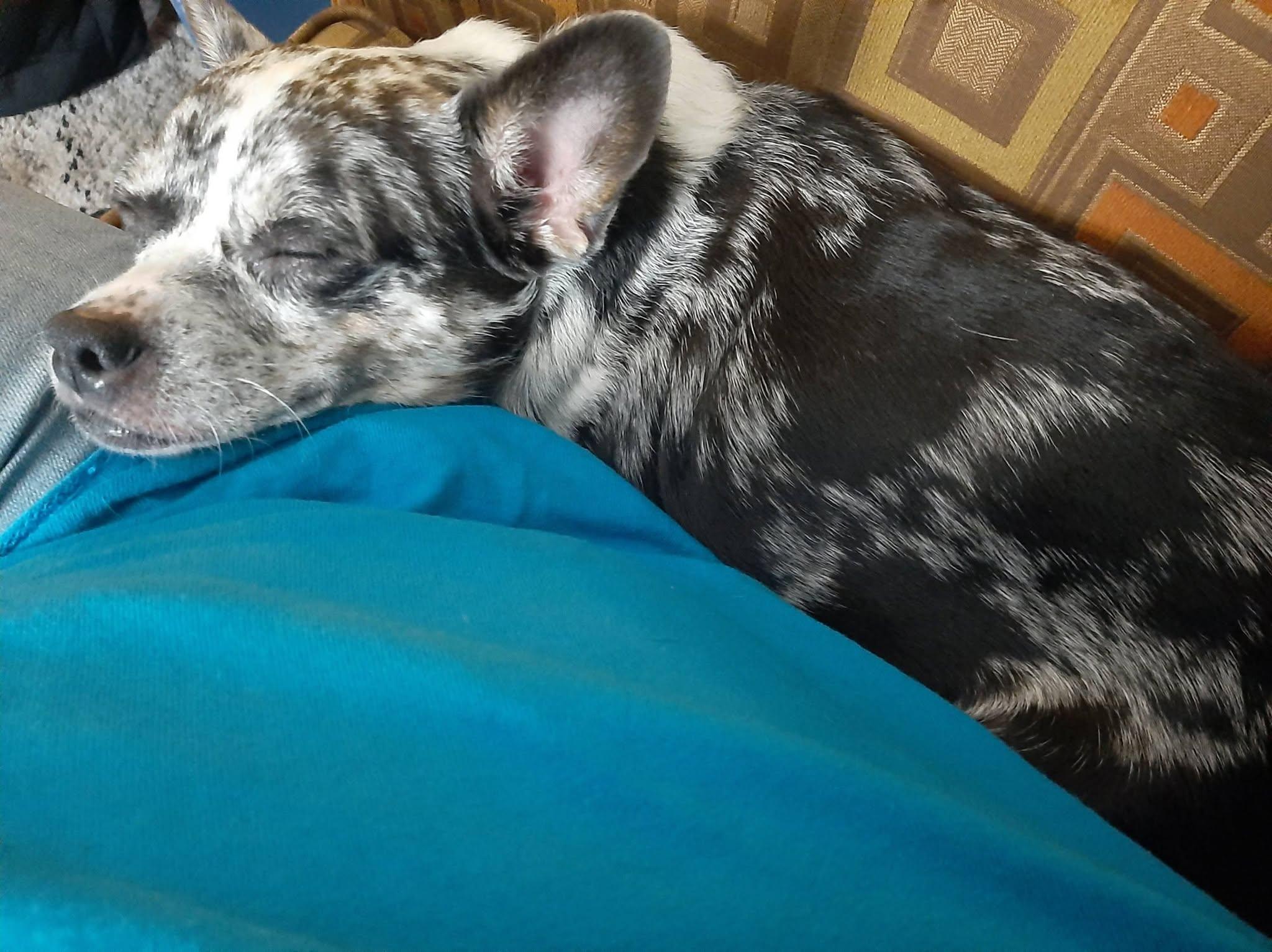 Prince, an adopted mixed breed in Irmo, SC image 3/4