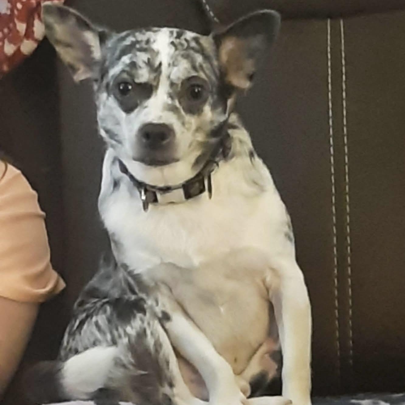Prince, adopted, Adult Male Chihuahua.