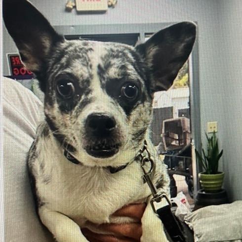 Prince, ADOPTABLE, Adult Male Chihuahua.