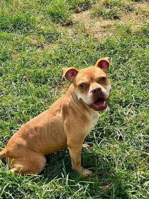 Enlarge SAFFRON, a ADOPTABLE mixed breed in Harahan, LA image 1/6