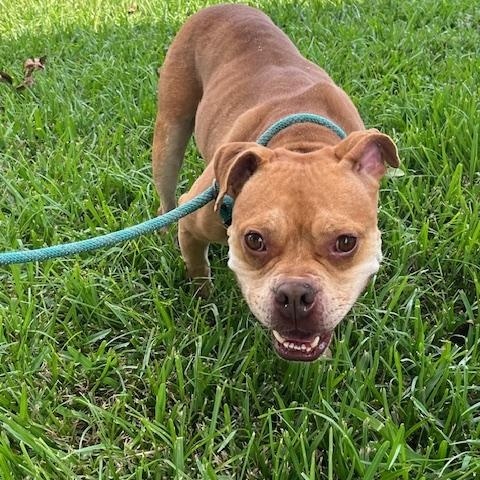 Enlarge SAFFRON, a ADOPTABLE mixed breed in Harahan, LA image 6/6