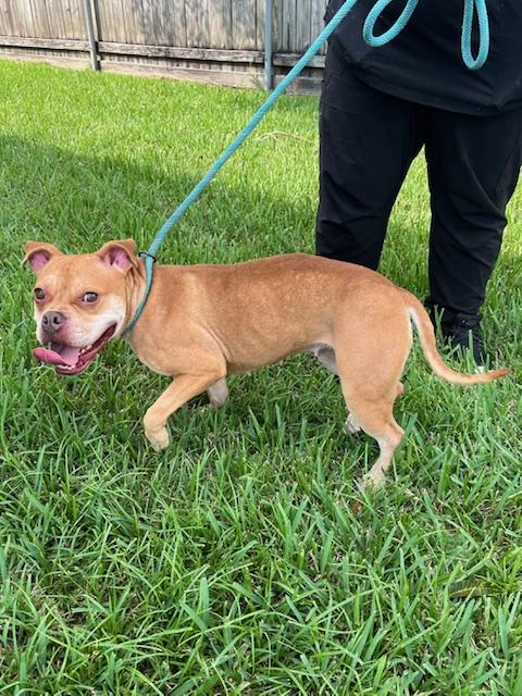 Enlarge SAFFRON, a ADOPTABLE mixed breed in Harahan, LA image 3/6