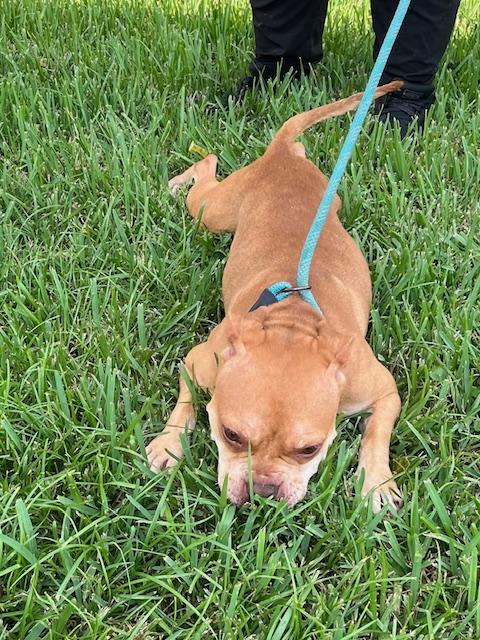 Enlarge SAFFRON, a ADOPTABLE mixed breed in Harahan, LA image 5/6