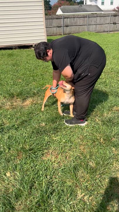 Enlarge SAFFRON, a ADOPTABLE mixed breed in Harahan, LA video 4/6