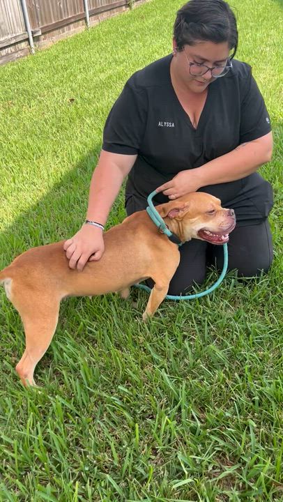 Enlarge SAFFRON, a ADOPTABLE mixed breed in Harahan, LA video 2/6