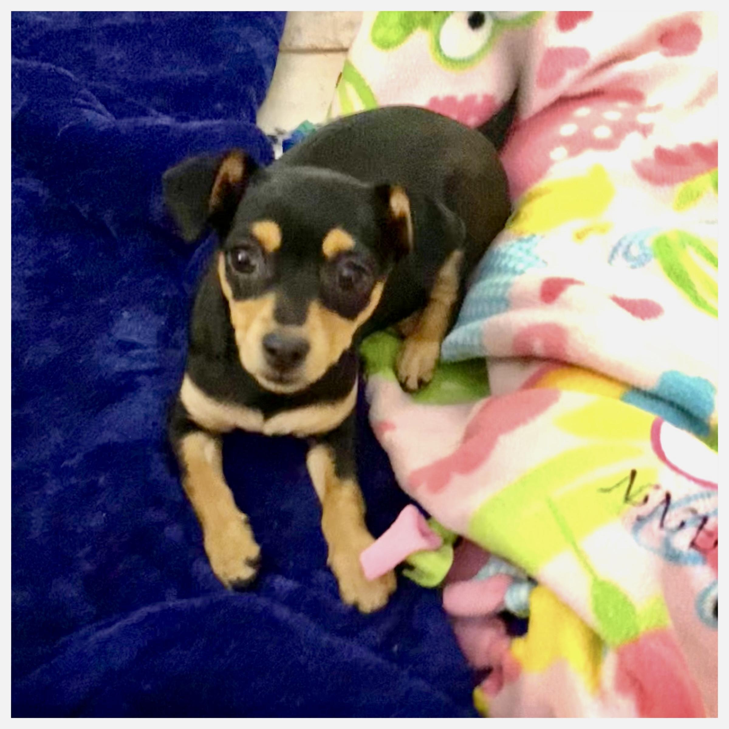 Kailia (Kai), Baby Female Chiweenie