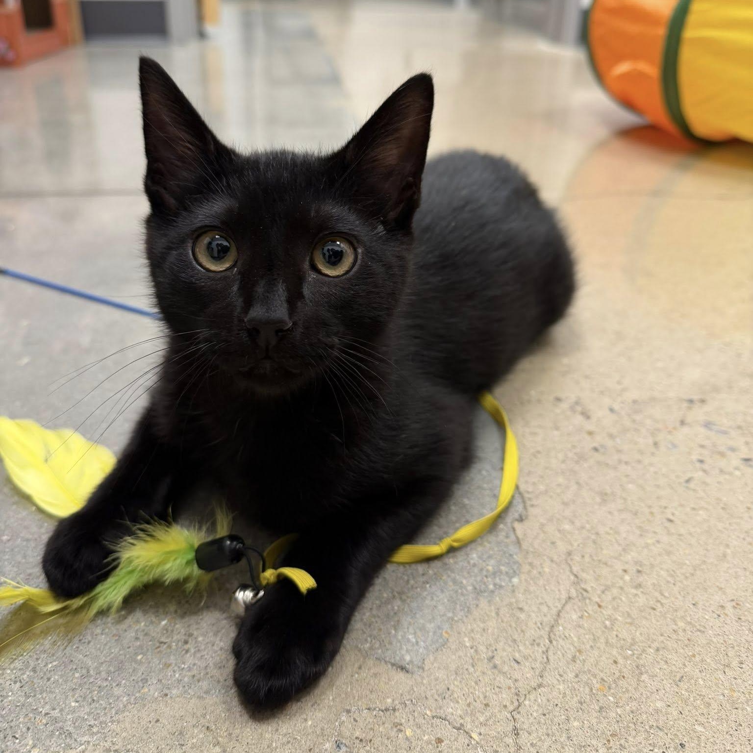 Enlarge Bywater, an adopted Domestic Short Hair in Apex, NC image 2/6