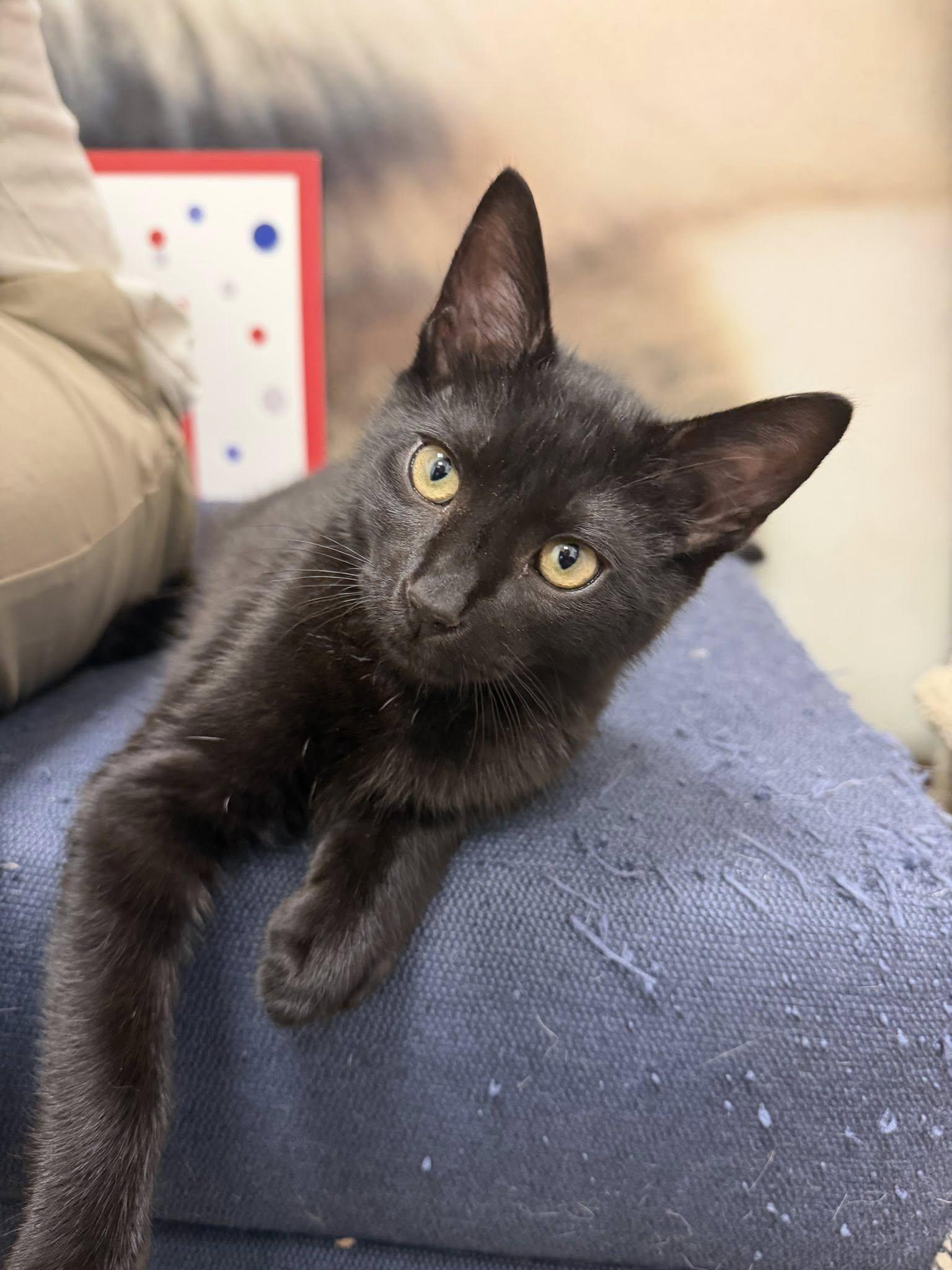 Enlarge Bywater, an adopted Domestic Short Hair in Apex, NC image 6/6