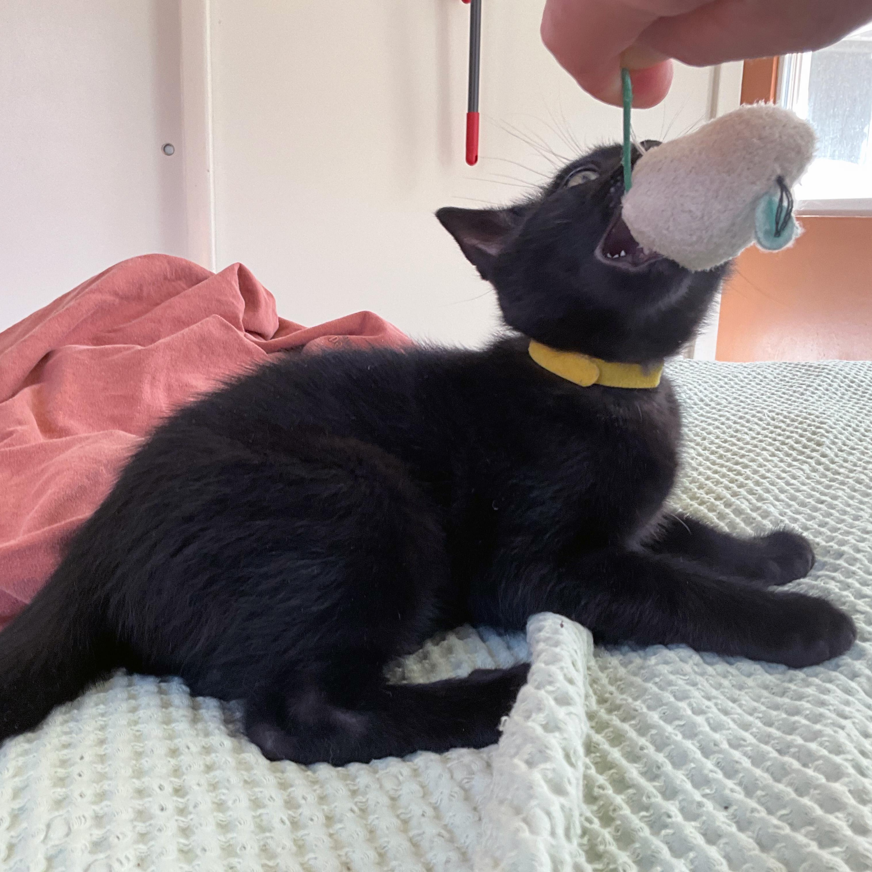 Enlarge Bywater, a ADOPTABLE Domestic Short Hair in Apex, NC image 4/4