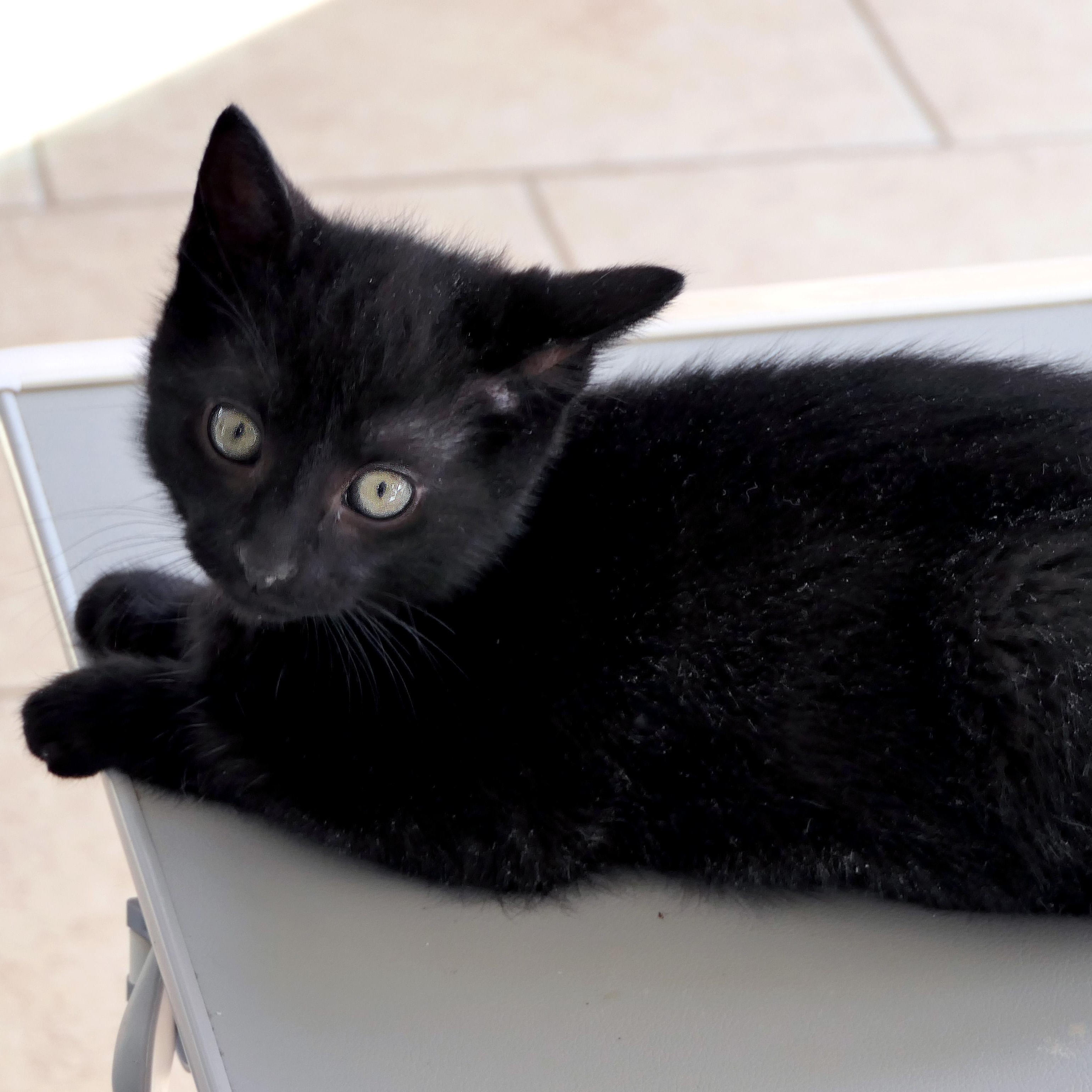 Enlarge Bywater, a ADOPTABLE Domestic Short Hair in Apex, NC image 1/4