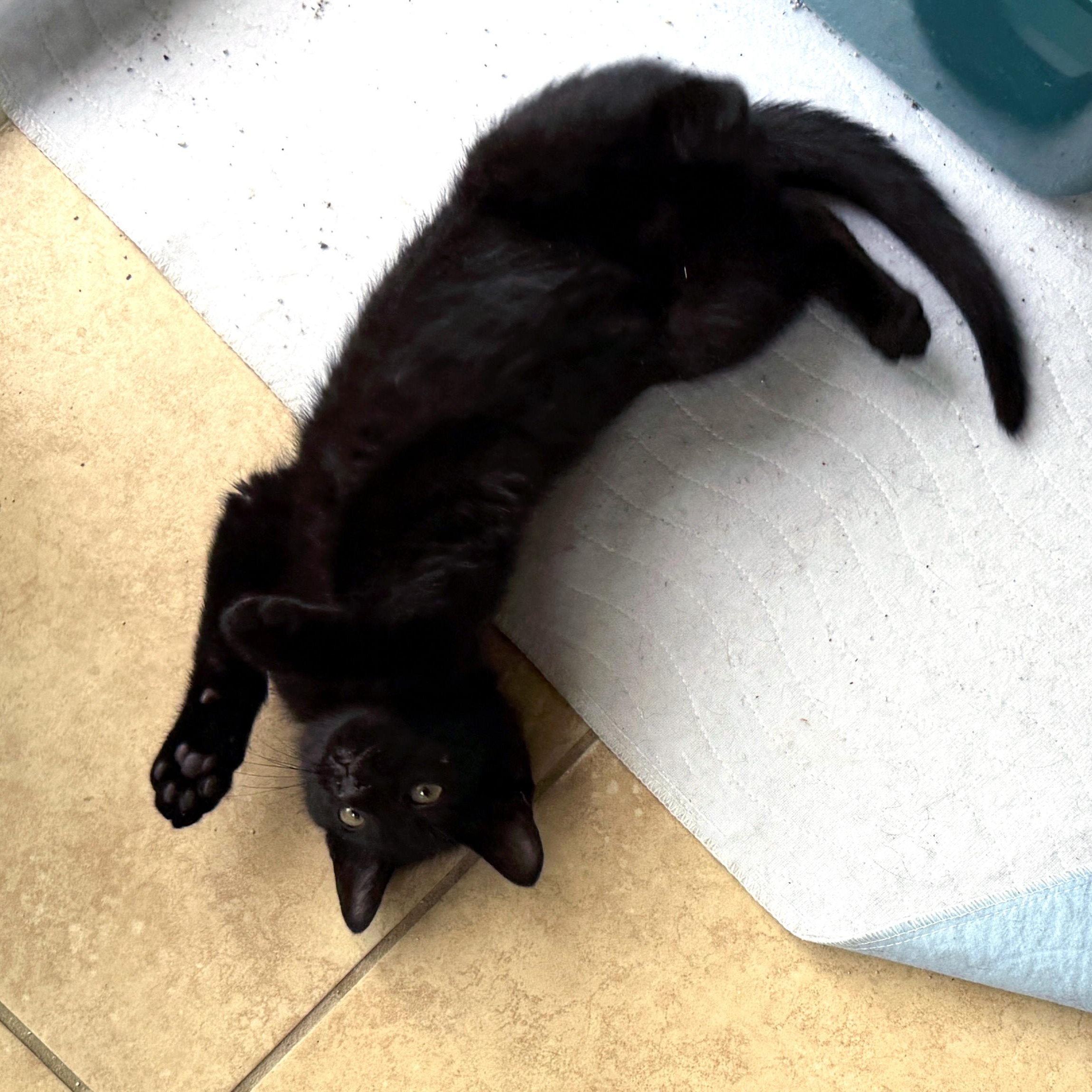 Enlarge Bywater, a ADOPTABLE Domestic Short Hair in Apex, NC image 2/4