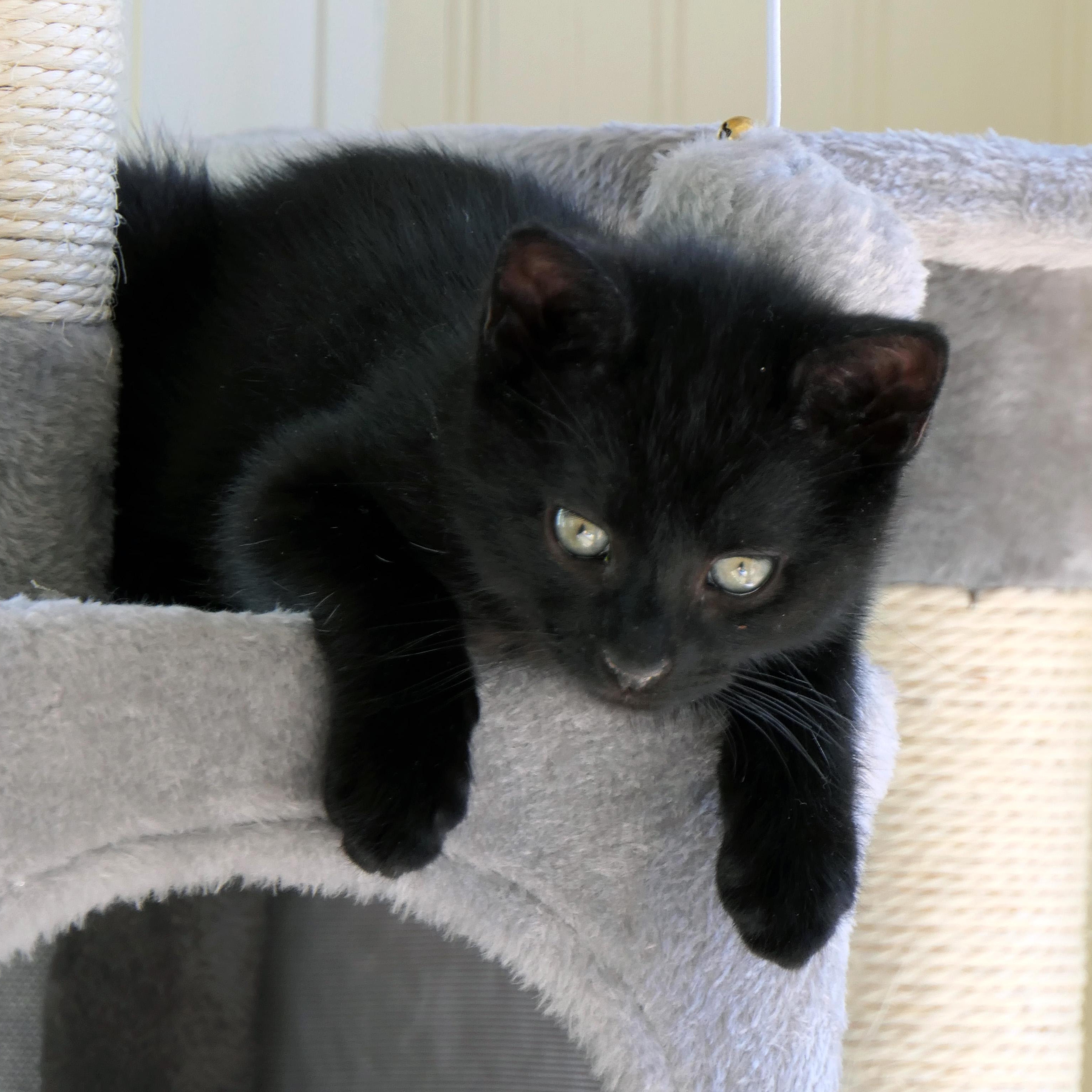 Enlarge Bywater, a ADOPTABLE Domestic Short Hair in Apex, NC image 3/4
