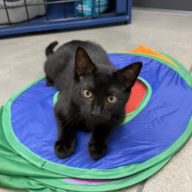 Enlarge Bywater, an adopted Domestic Short Hair in Apex, NC image 1/6