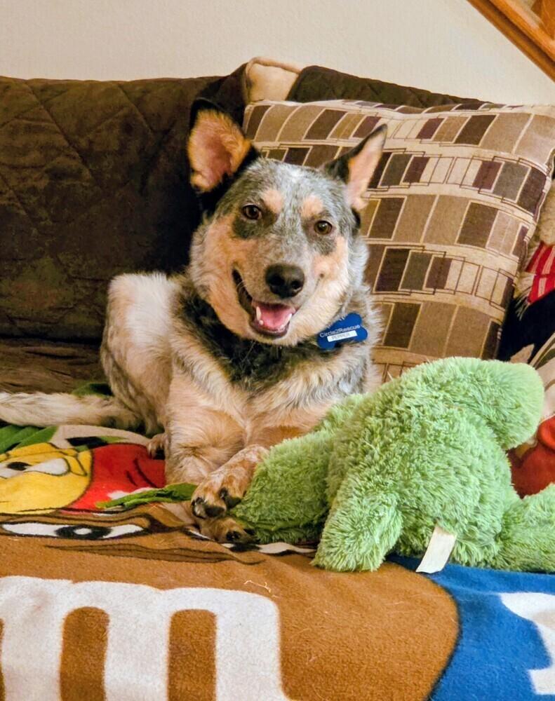 Pepper, Adoptable, Adult Female Australian Cattle Dog / Blue Heeler & Mixed Breed.