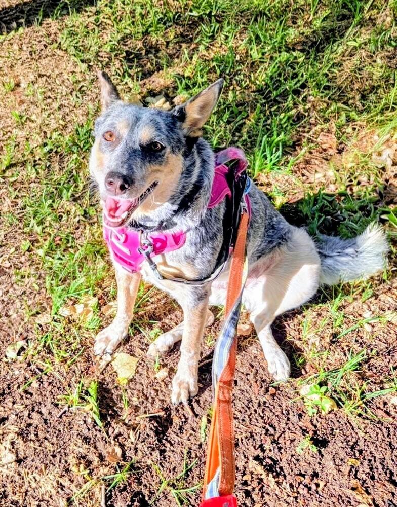 Pepper, a Adoptable mixed breed in Evergreen, CO image 6/6