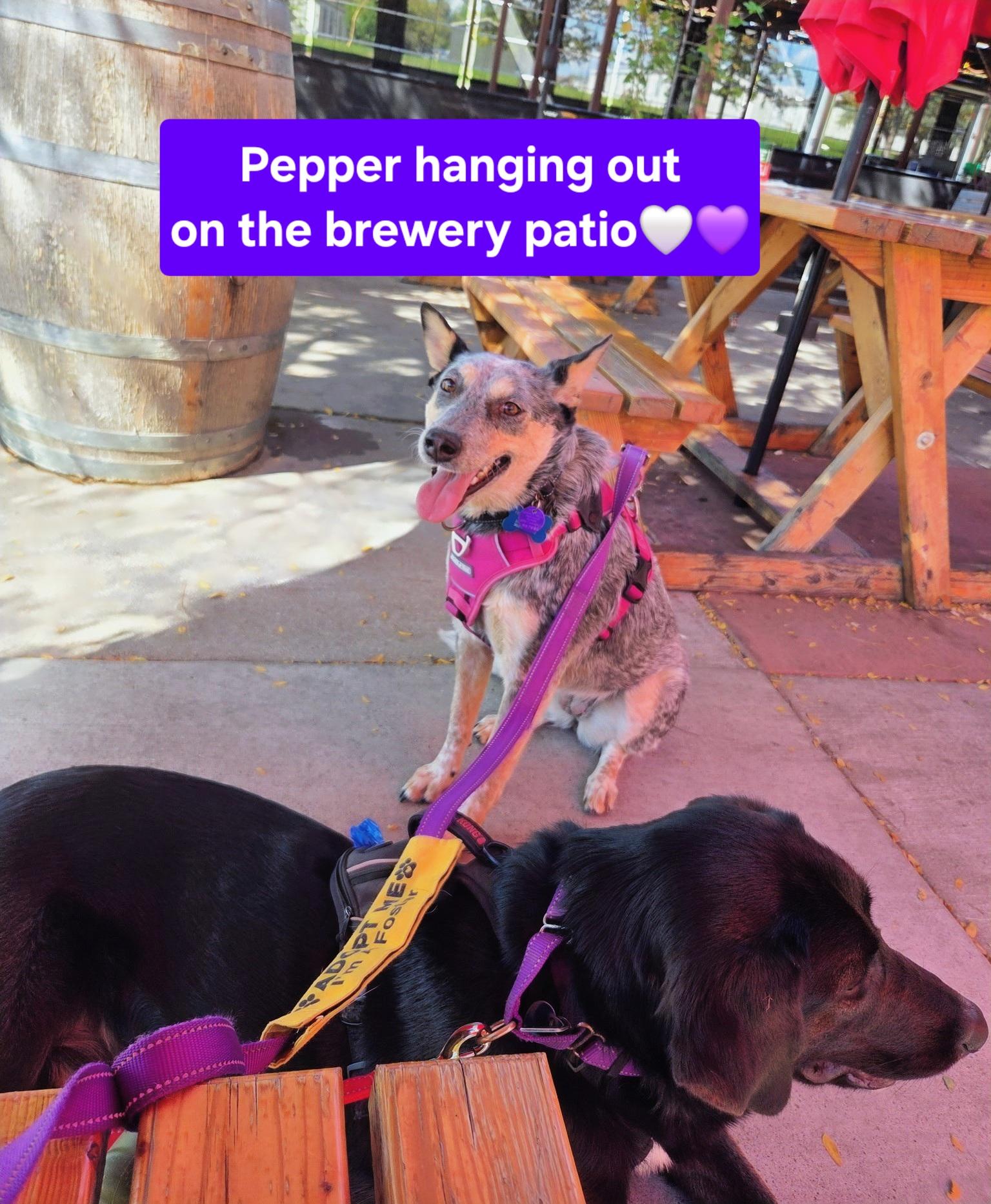 Enlarge Pepper, a Adoptable mixed breed in Evergreen, CO image 2/6