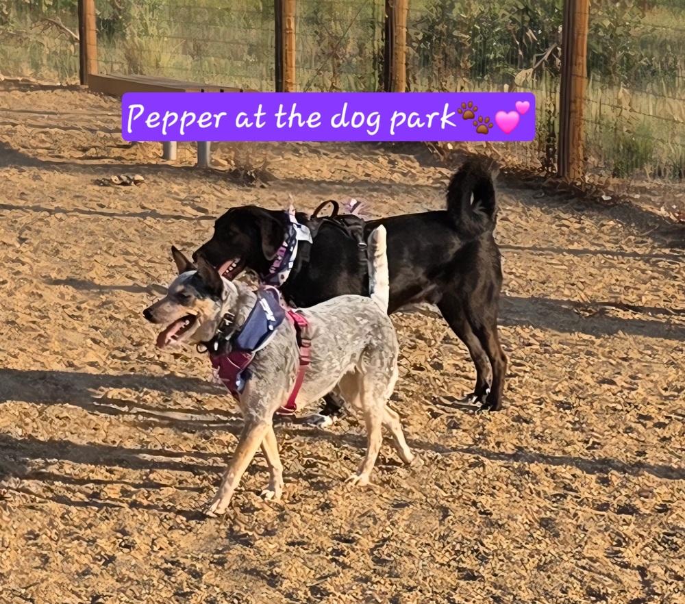 Pepper, a Adoptable mixed breed in Evergreen, CO image 1/6