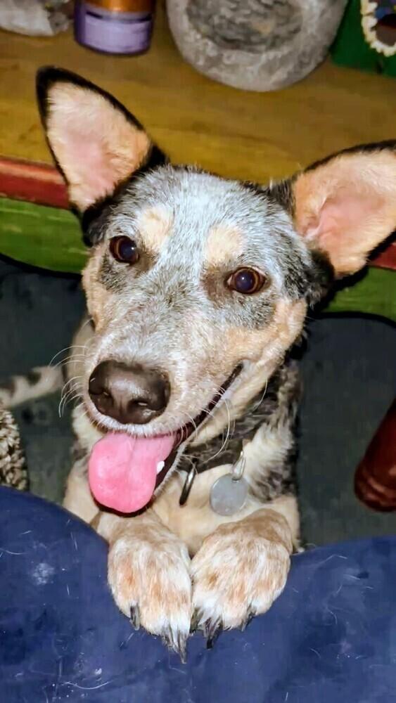 Pepper, a Adoptable mixed breed in Evergreen, CO image 2/6