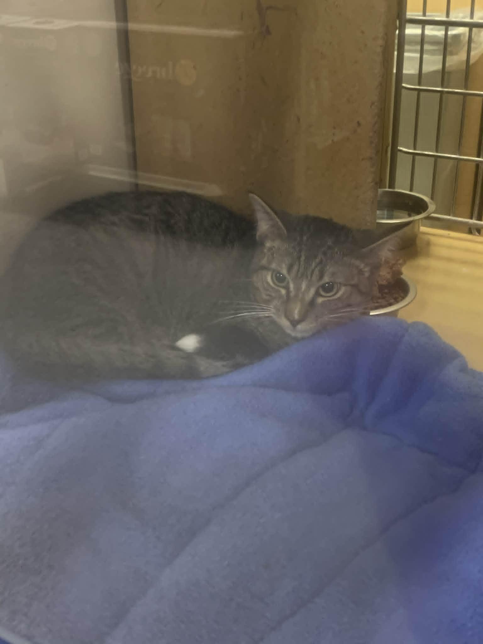 Enlarge Spork, an adopted Domestic Short Hair in Fredericksburg, VA image 1/2