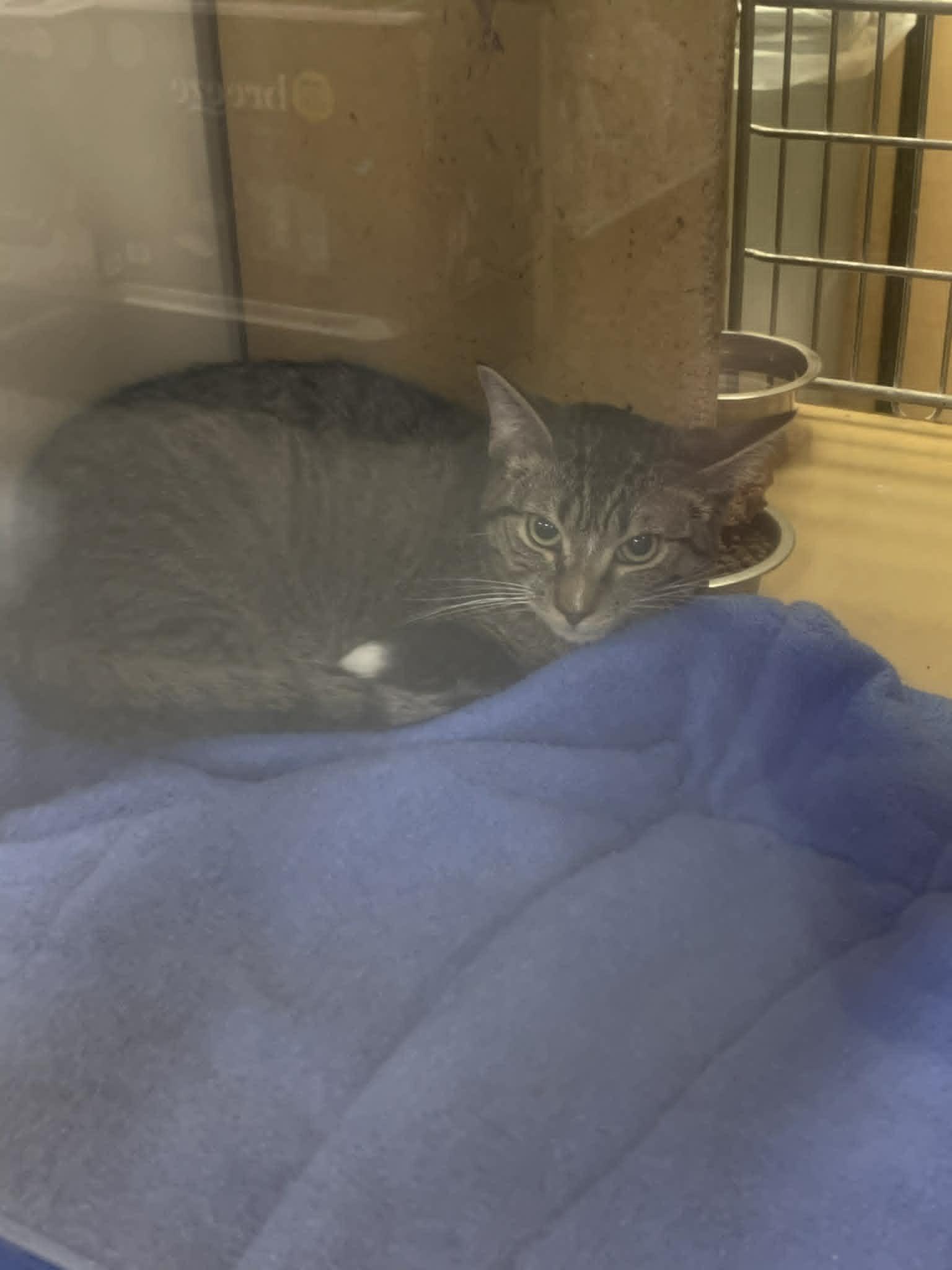 Enlarge Spork, an adopted Domestic Short Hair in Fredericksburg, VA image 2/2