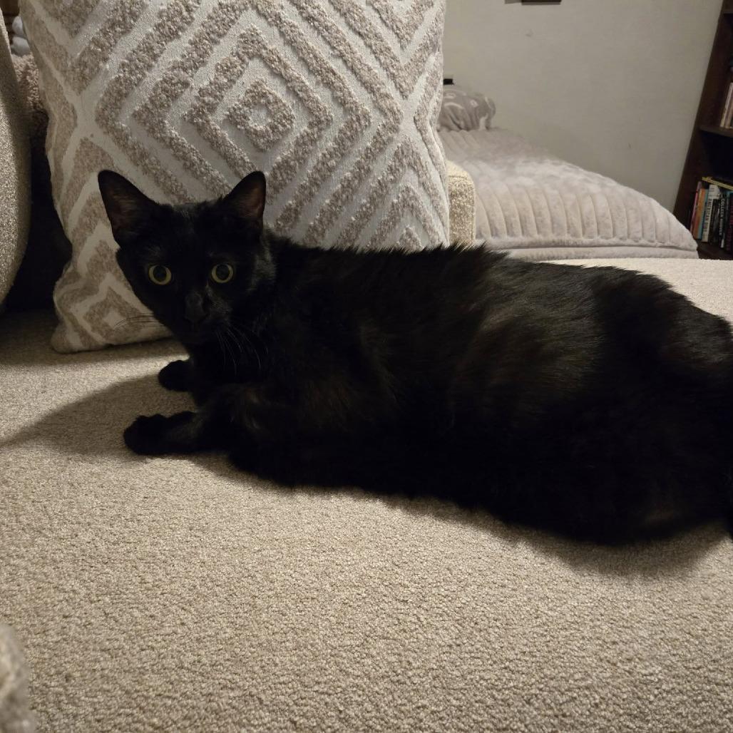 Enlarge Esmeralda, a Adoptable Domestic Short Hair in Pittsburgh, PA image 1/2