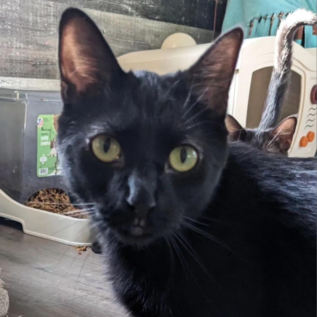 Enlarge Esmeralda, a Adoptable Domestic Short Hair in Pittsburgh, PA image 2/2