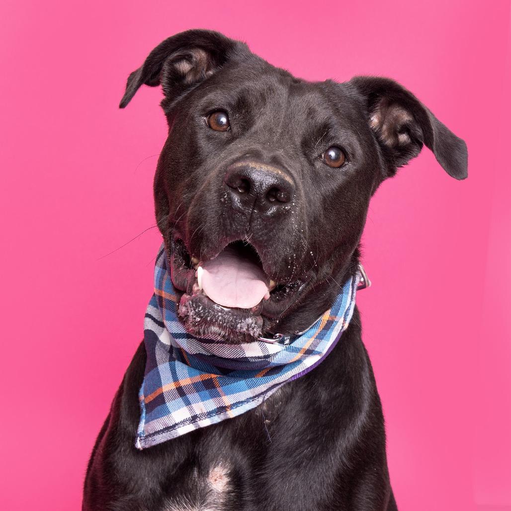 Rue, Adoptable, Adult Female Mixed Breed.