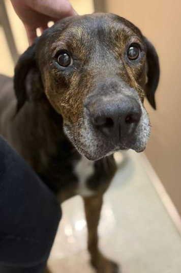 Maddox, Adoptable, Senior Male Hound.