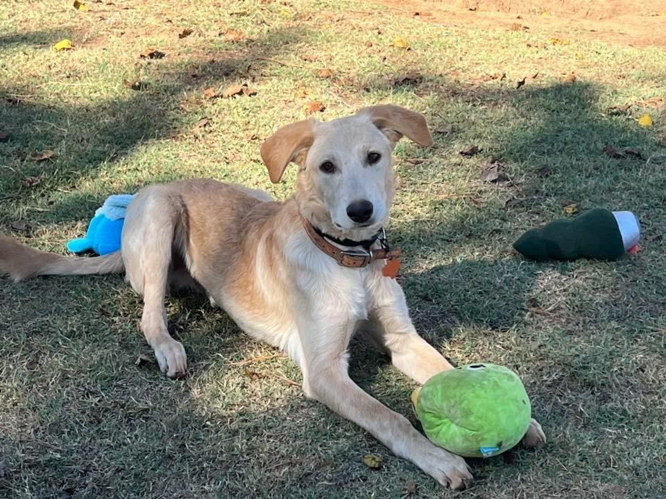 Deon, Adoptable, Young Male Shepherd.