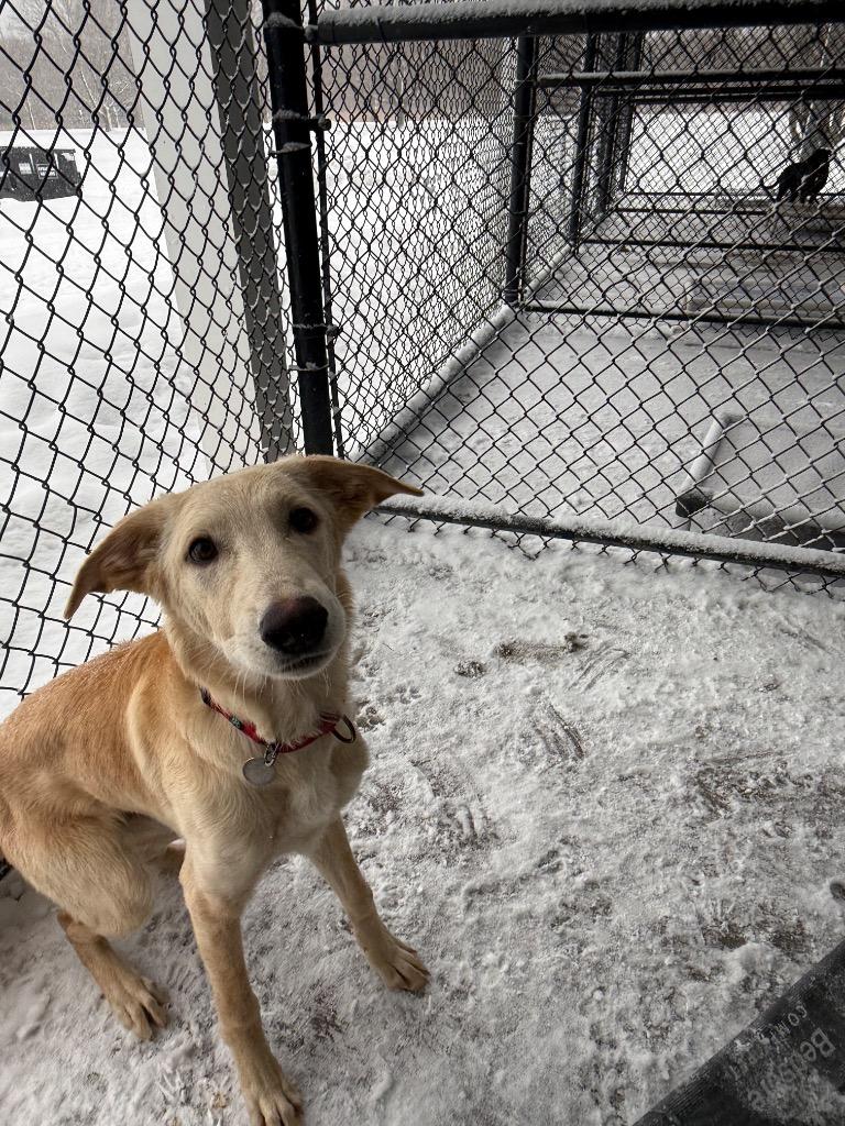 Deon, a Adoptable mixed breed in North Syracuse, NY image 2/6