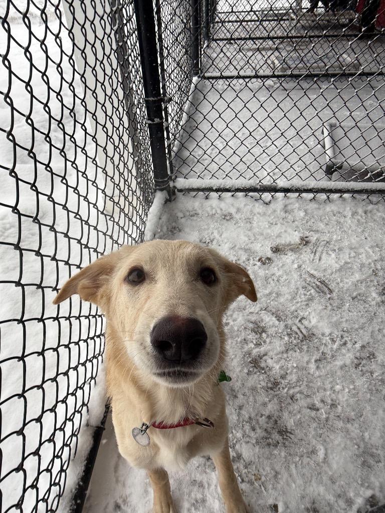 Deon, a Adoptable mixed breed in North Syracuse, NY image 4/6