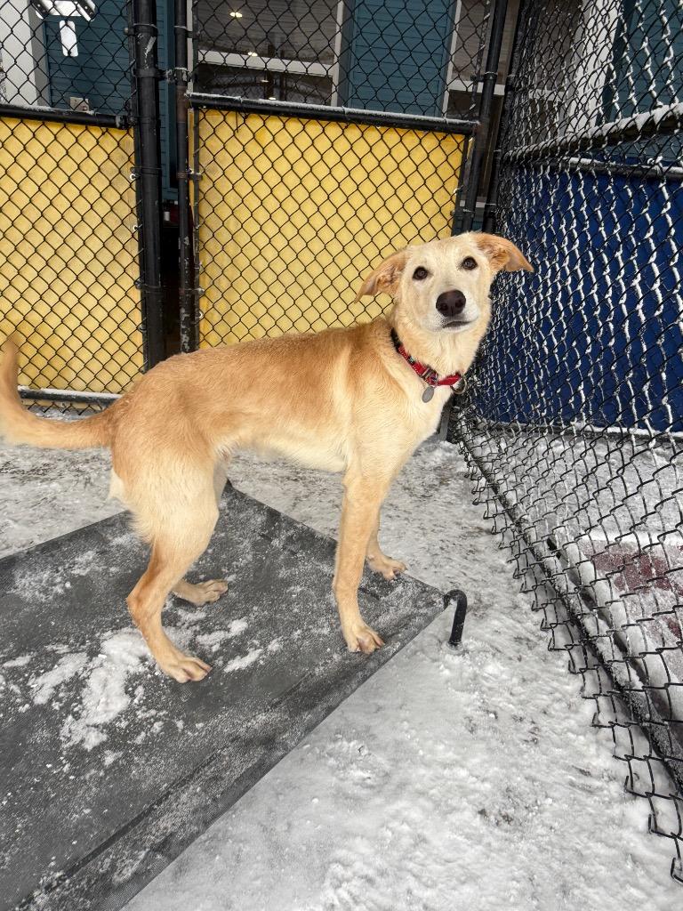 Deon, a Adoptable mixed breed in North Syracuse, NY image 5/6