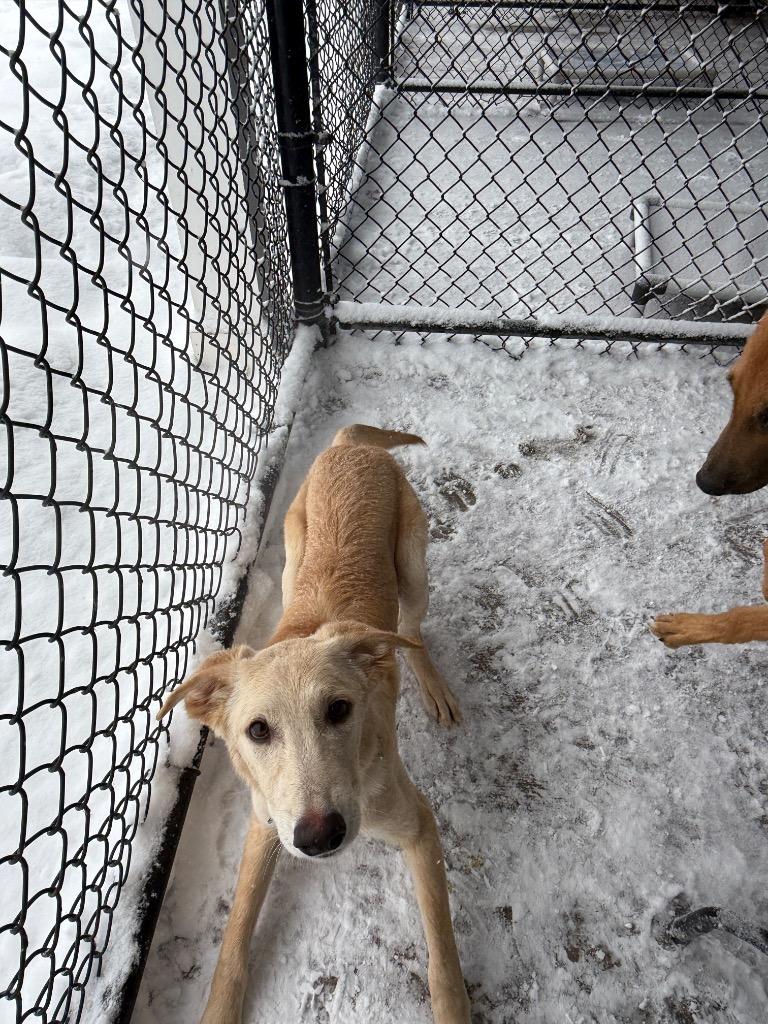 Deon, a Adoptable mixed breed in North Syracuse, NY image 6/6