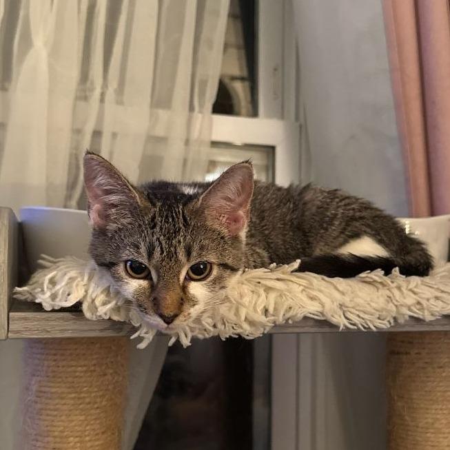 Enlarge Tippy (READ!), a Adoptable American Shorthair in Pikesville, MD image 4/6