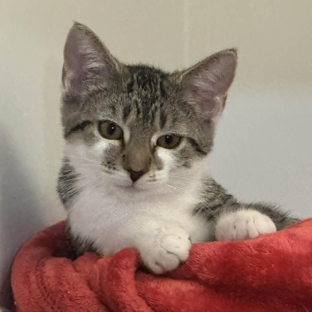 Enlarge Tippy (READ!), a Adoptable American Shorthair in Pikesville, MD image 2/6